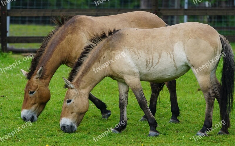 Przewalski Wild Horse Horse Perissodactyla Mammal