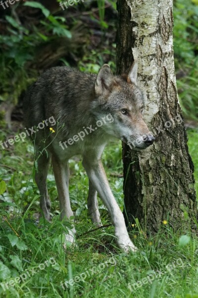 Wolf Predator Pack Animal Carnivores Mammal