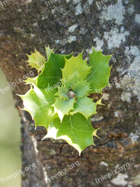 Outbreak Encina Carrasca Tender Leaves Sprout