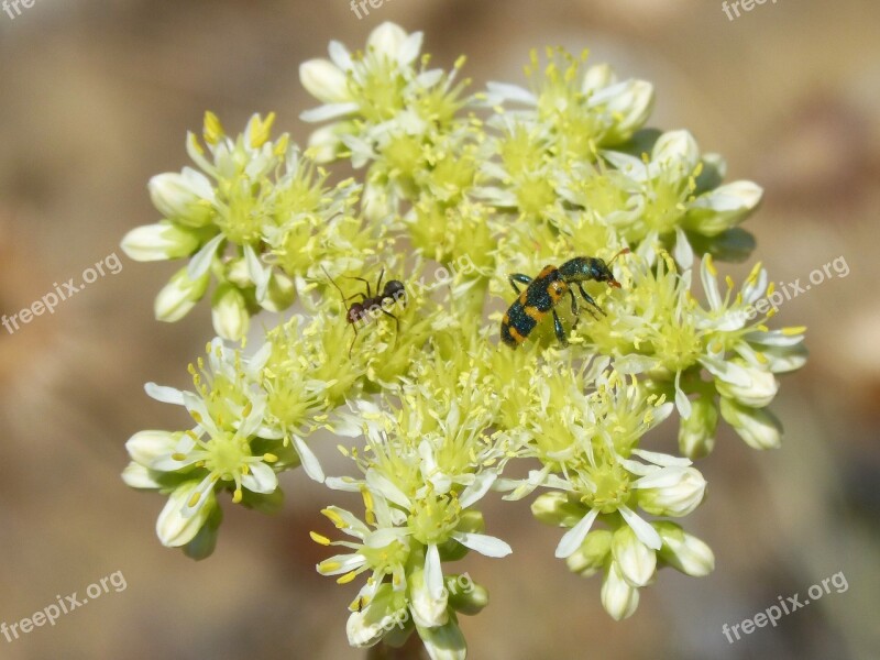 Trichodes Apiarius Coleoptera Beetle Black And Yellow Gross Floor