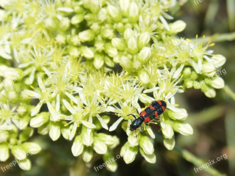 Trichodes Apiarius Colóptero Beetle Black And Orange Gross Floor