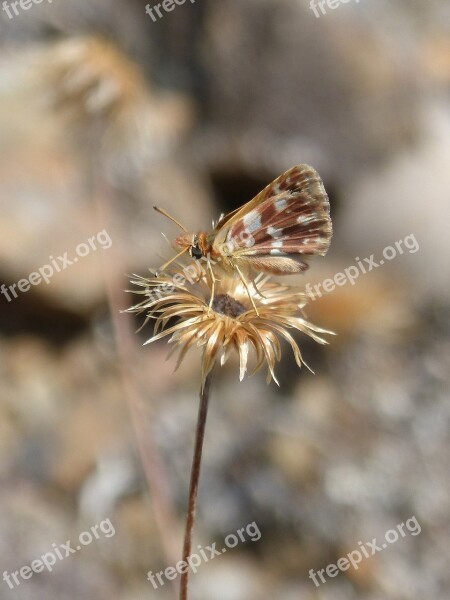 Butterfly Moth Dry Flower Wild Flower Free Photos