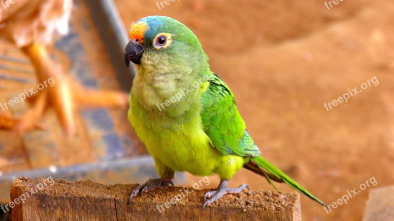 Parrot Parakeet Fauna Tropical Brazil