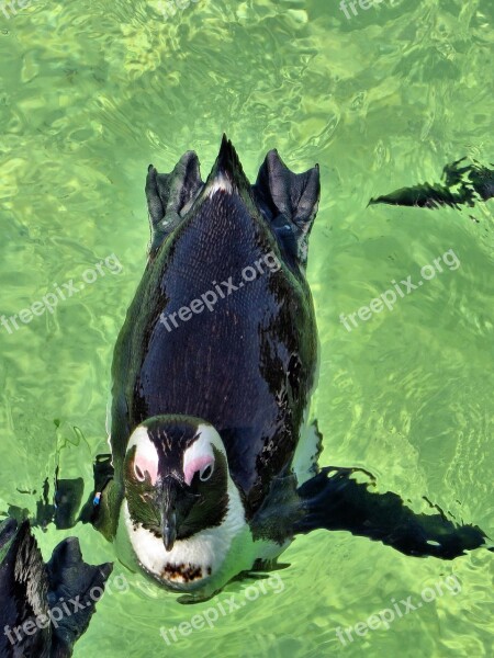 South Africa The Cap Cape Penguin Penguin Wild