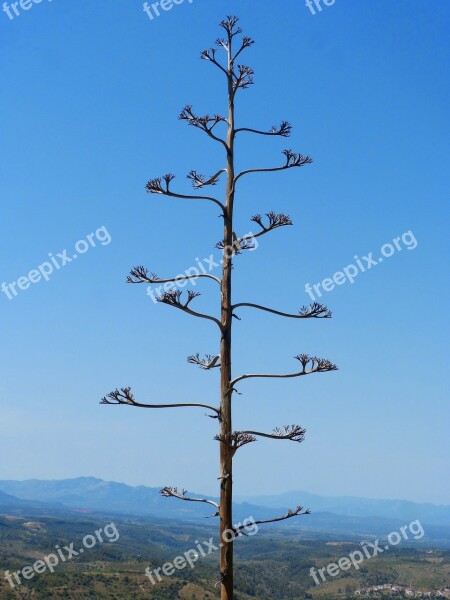 Florde Hard Agave Atzavara American Agave Inflorescence