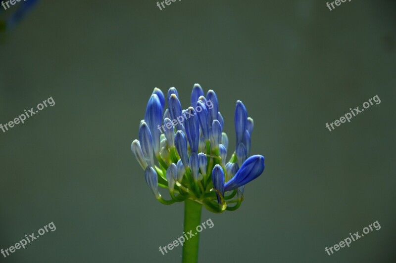 Flower Macro Purple Flower Nature Colorful Flowers