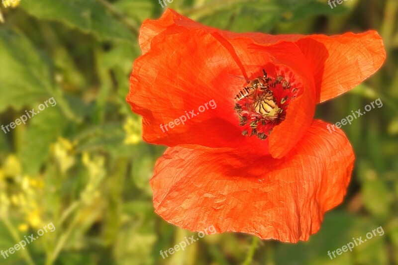 Poppy Blossom Bloom Red Insect