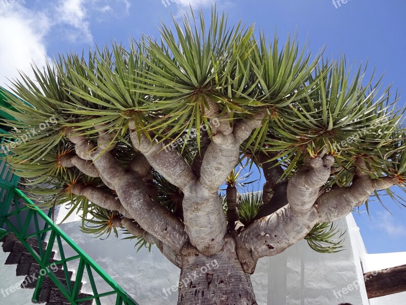 Canary Drago Tree Dragon Plant Fossil Plant