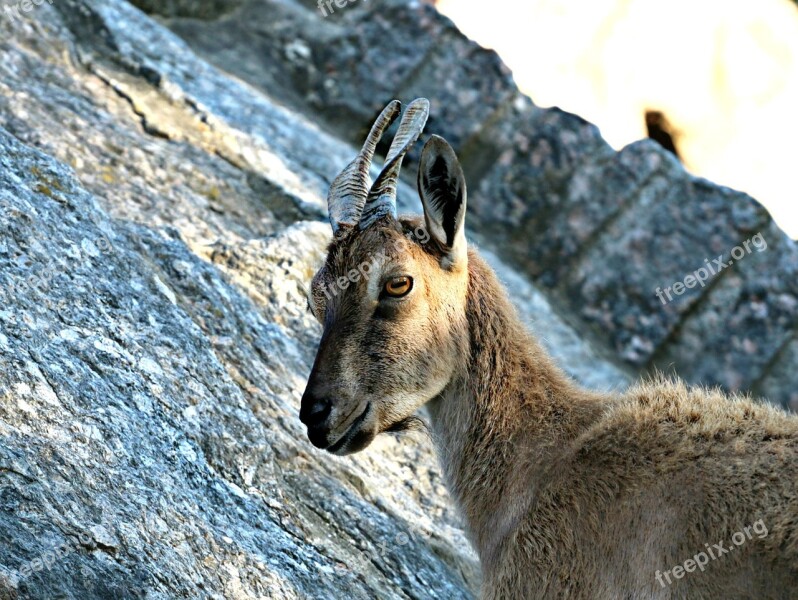 Goat Mountains Animals Wild Slopes