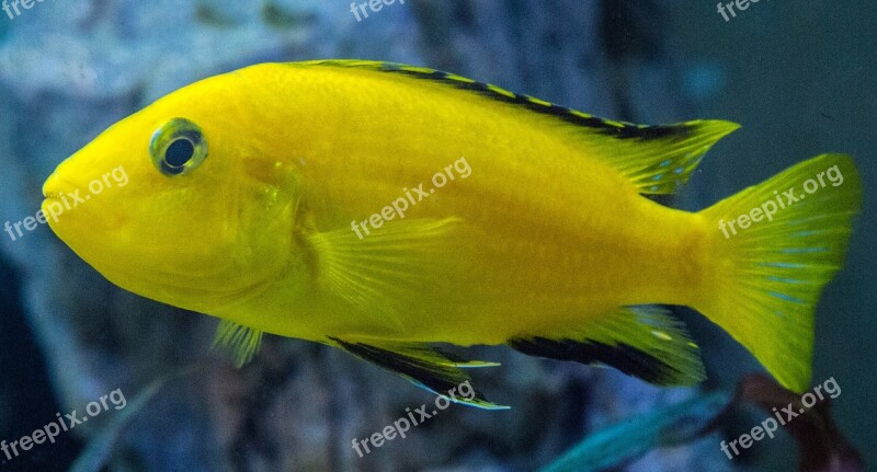 Aquarium Cichlid Mouthbrooders Female Mala Tegernsee