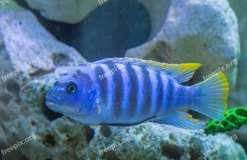 Aquarium Colorful Gruff Mouthbrooders Mala Tegernsee Males