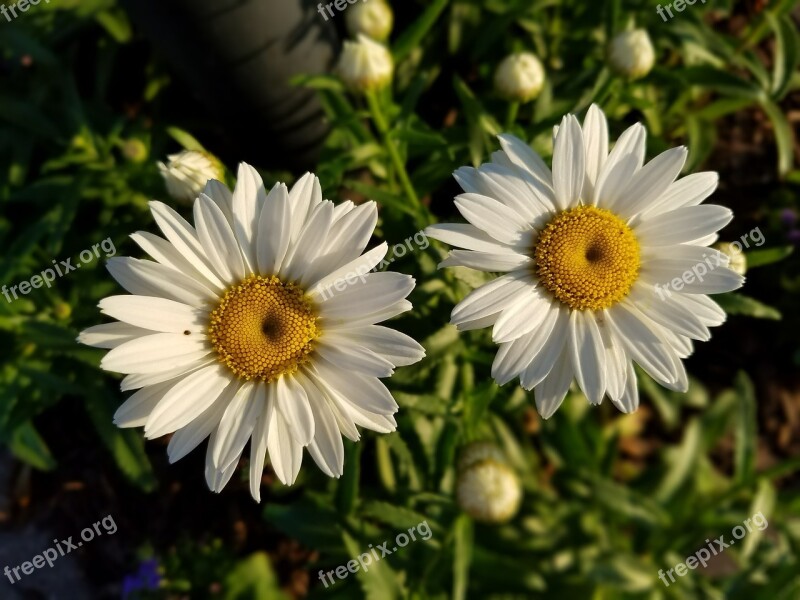 Daisies Floral Flowers Free Photos