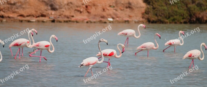 Flamenco Salinas San Pedro Pinatar Birds Flemish