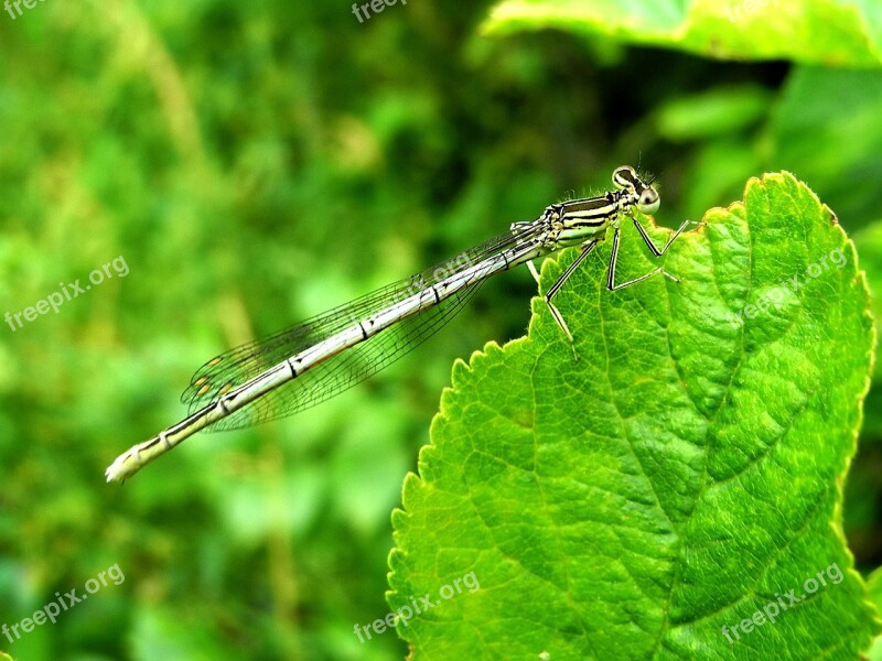 Dragonfly Insect Green Macro Nature