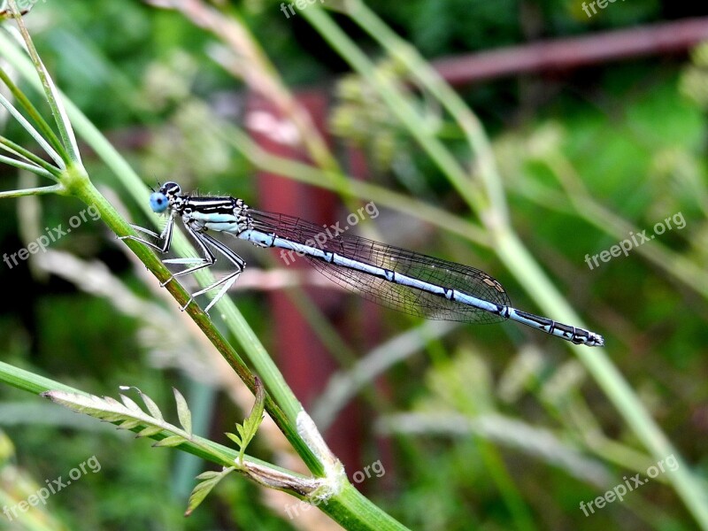 Dragonfly Insect Winged Insects Macro Nature