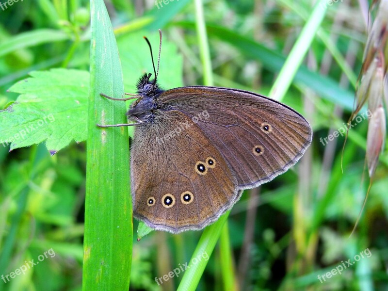 Butterfly Insect Nature Wings Butterfly Wings