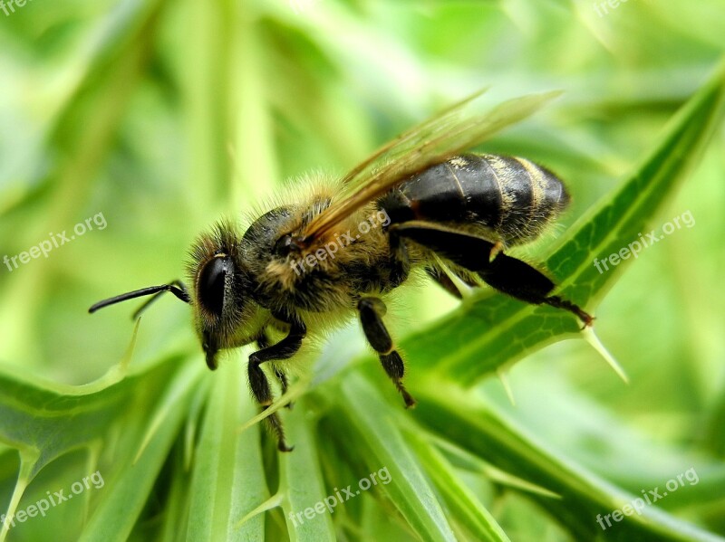 Bee Insect Nature Honey Bee Macro