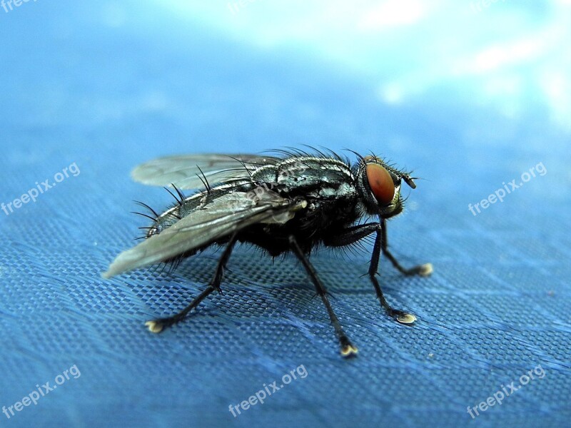 Fly Housefly Must Wings Insect