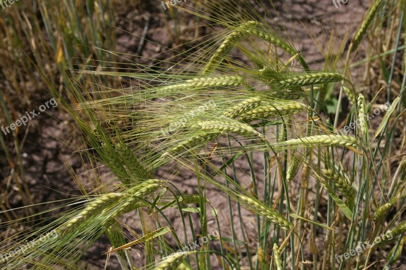 Harvest Wheat Cereals Field Grain