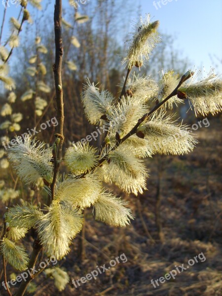 Willow Flower Spring Yellow Nature