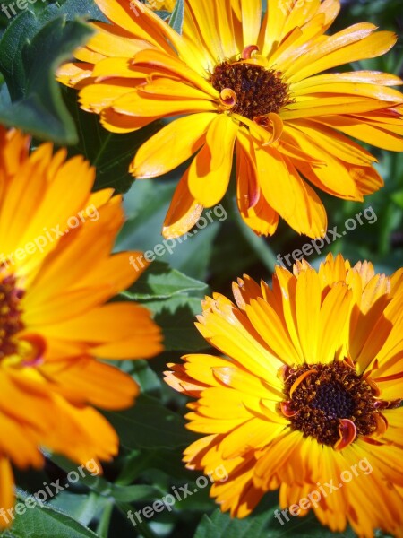 Calendula Orange Flowers Free Photos