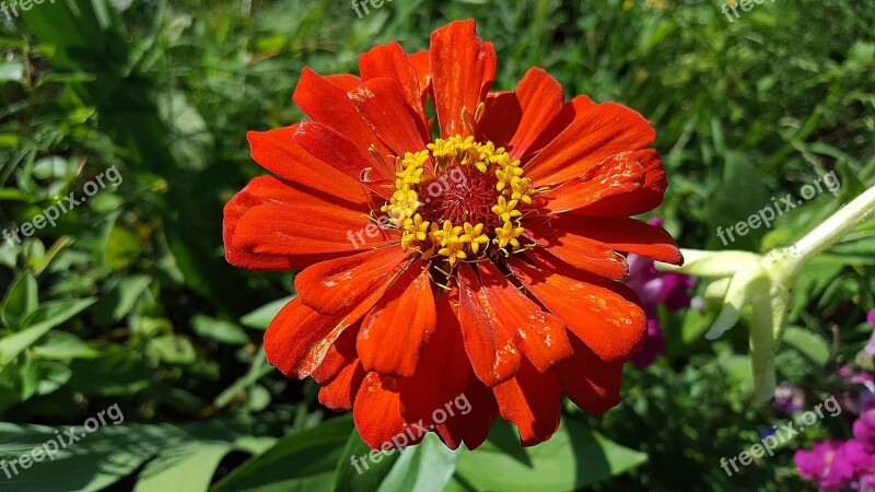 Zinnia Zinnia Flower Zinnia Elegans Pink Flower Asteraceae