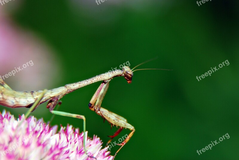 Praying Mantis Insect Bug Nature Wildlife