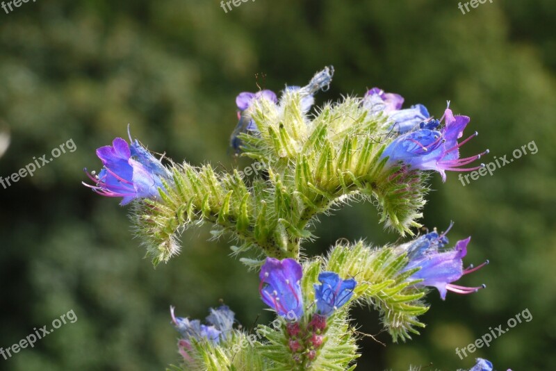 Alpine Plant Panicle Boom Flowers Blue