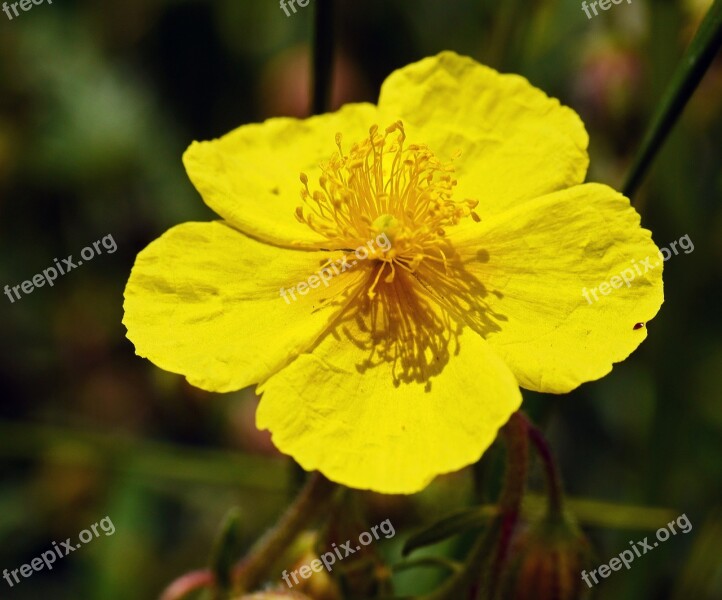 Alpine Flowers Bright Yellow Stamens Hispanic Crumply