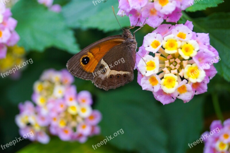 Lantana Butterfly Nature Garden Insect