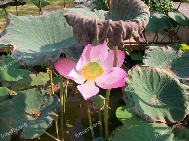 Lotus Flower Thailand Nature Lotus Flowers