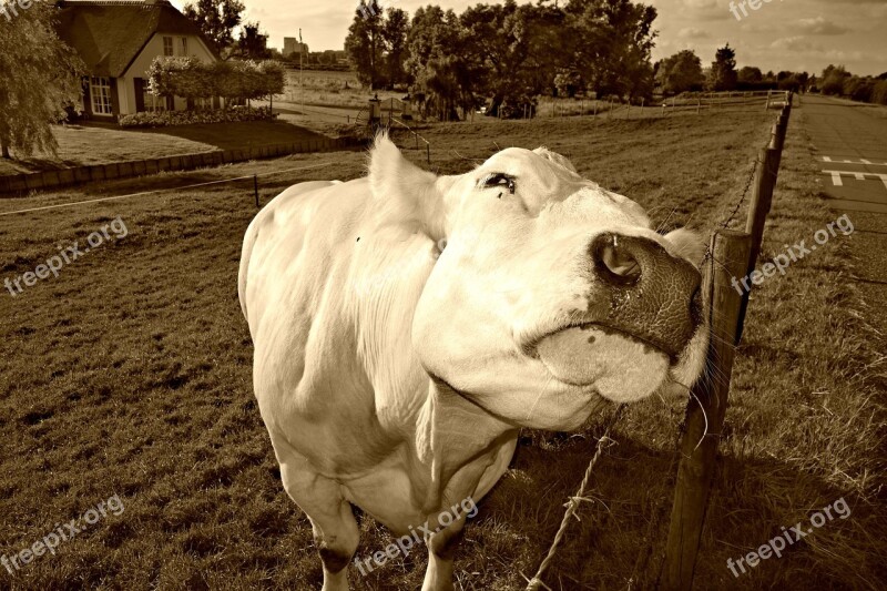 Cow Cattle Livestock Animal Mammal