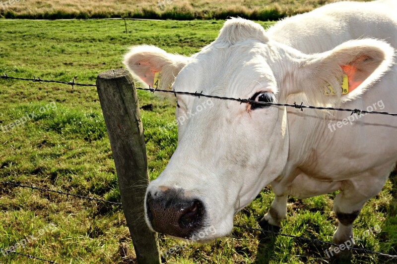 Cow Cattle Livestock Animal Mammal