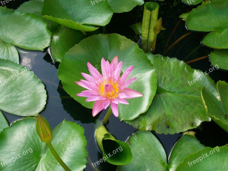 Lotus Flower Thailand Nature Lotus Flowers