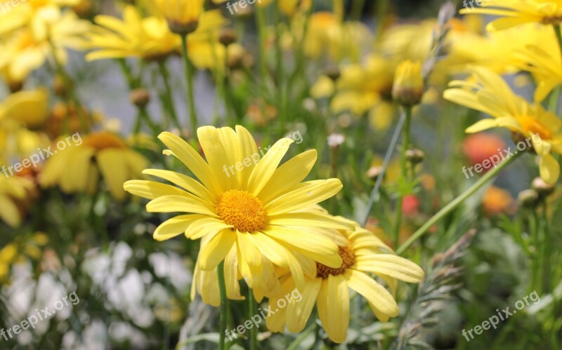 Yellow Strauchmargerite Euryops Chrysanthemoides Korbblüter Colorful Summer