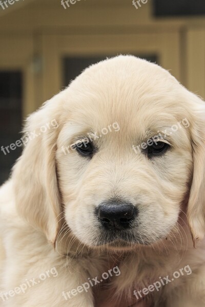 Cute Puppy Golden Retriever Golden Retriever Cute