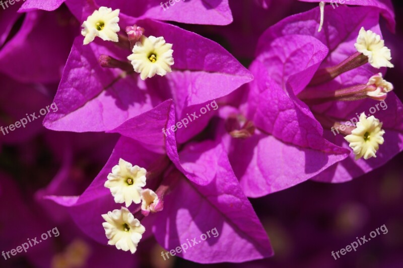 Flower Bougainvillea Pink Nature Summer