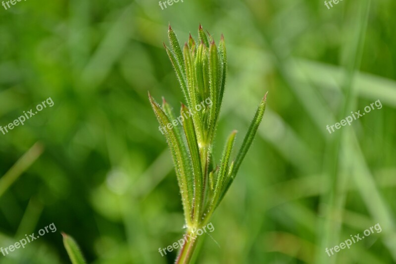 Bur Weeds Nature Green Wilderness