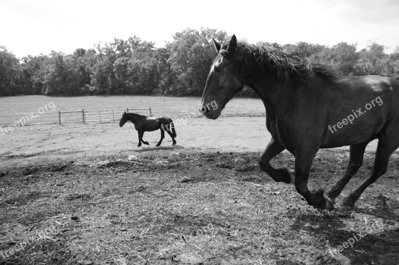 Horse Field Farm Meadow Nature