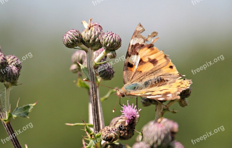 Butterfly Diestel Thistle Flower Thistle Bud Meadow