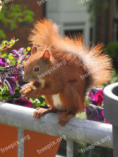 Please Donate Coffee Donation Paypal Please Appreciate Squirrel