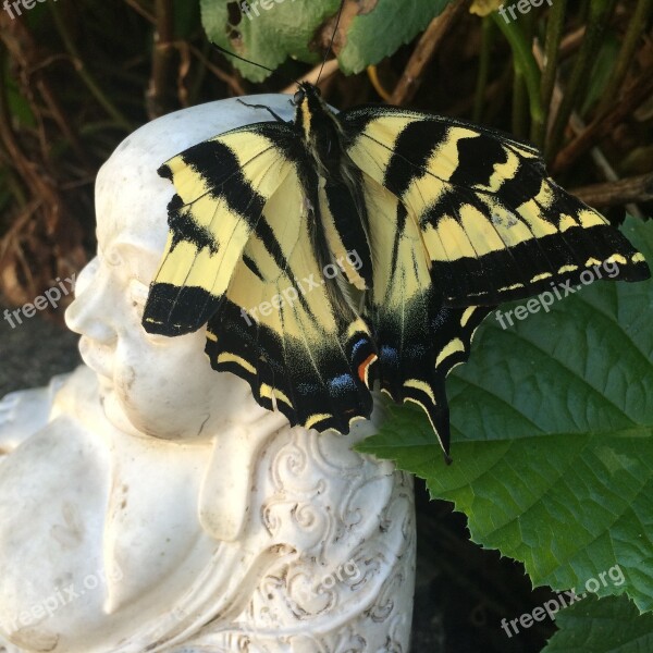 Butterfly Buddha Nature Buddhism Relaxation