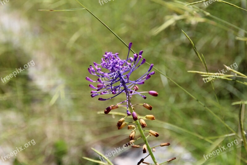 Flower Meadow Purple Nature Summer