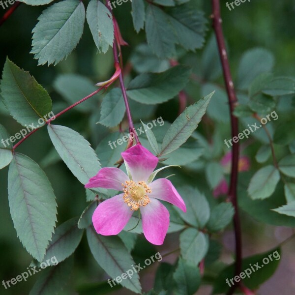 Rosa Glauca Red Flower Tender Garden Plant Ornamental Plants