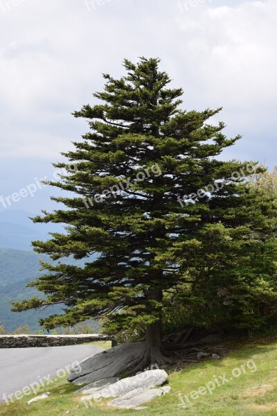 Tree Sentinel Fir Nature Mountains