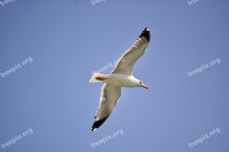 Bird Sky Blue Fly Flying