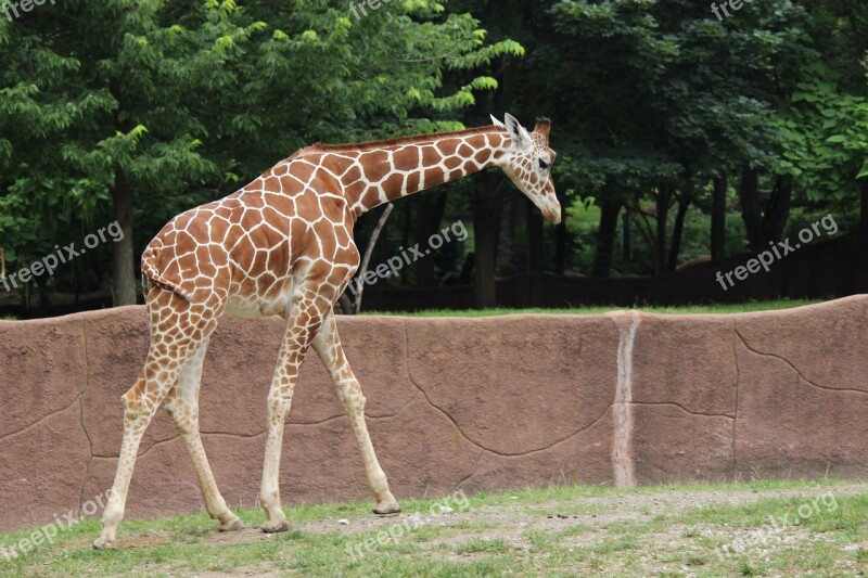 Giraffe Red Rocks Saint Louis Zoo Free Photos