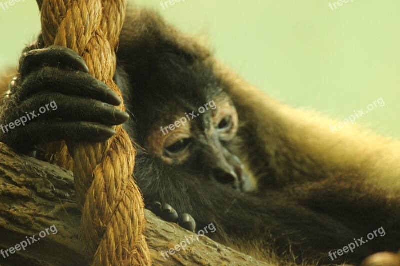 Primate Saint Louis Zoo Free Photos