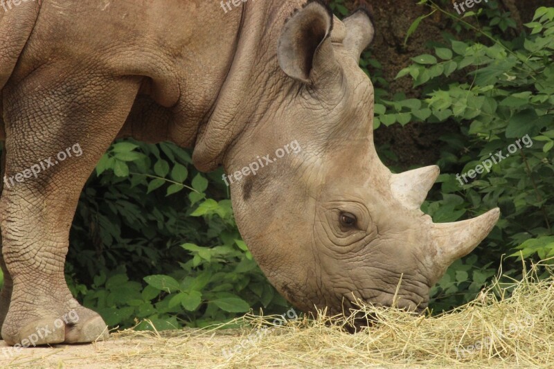 Rhino St Louis Zoo Free Photos