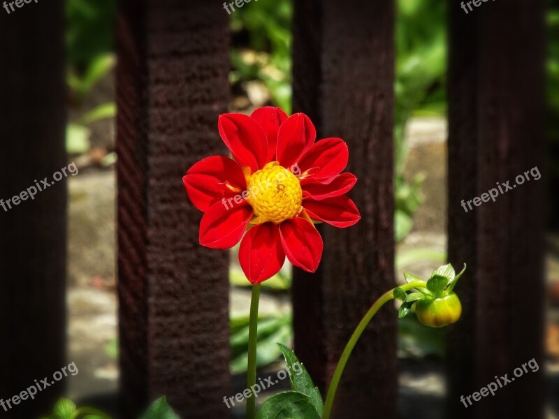 Beauty Garden Dahlia Red Flower Summer